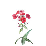 Fototapeta Tulipany - Set of Red phloxes with buds and leaves isolated on a white background.