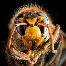 Very Close Super Macro View Of The Face Of The European Hornet (vespa Crabro) On A Black Background, Focus Stacking