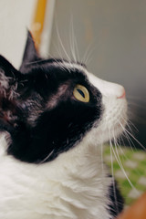 Wall Mural - Vertical shot of a black and white cat