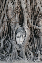 Buddha Head In Tree Roots. Wat Mahathat Ayutthaya. Thailand.