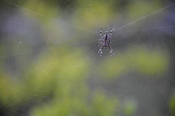 spider on web