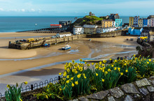 Daffodils In Bloom In Front Of The View Of Tenby Harbour, Wales At Low Tide