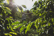 © EZ PHOTOS - Detail of a farmer selecting coffee beans with a sieve. Elder farmer selecting picking fresh red ripen arabica coffee at a small Brazilian family coffee plantation. Fair trade storytelling concept.