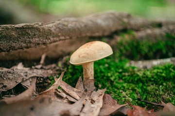 Canvas Print - Closeup shot of wild mushrooms in the forest