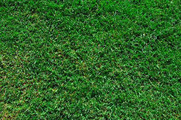 top view of green natural grass