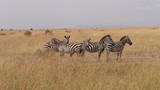 Fototapeta Sawanna - Zebras migrating to green lands

