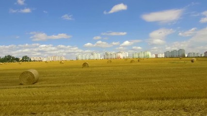 Wall Mural - Harvesting of ripe wheat by combines and tractors in the grain field near a residential area. Agricultural work in summer.