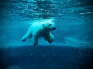 polar bear swimming in the water