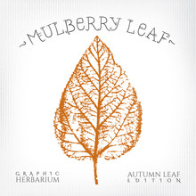 Mulberry Leaf Vintage Print Style Illustration With Authentic Logo Lettering From Autumn Leaf Edition Of Graphic Herbarium - Black And Rusty On Grunge Background - Stamp Style Graphic Design