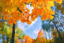 Autumn Background Landscape. Yellow Color Tree, Red Orange Foliage In Fall Forest. Abstract Autumn Nature Beauty Scene October Season Sun In Heart Shape Sky Calm Autumn Season. Fall Nature Tree Leaves