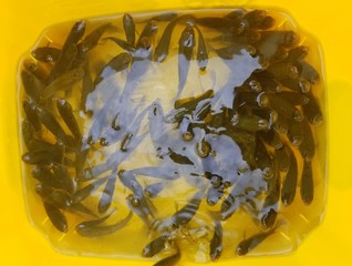 A bunch of alive minnows inside a yellow bucket