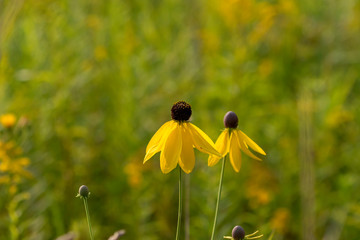 Canvas Print - Beautiful flowers on a forest meadow