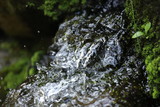 Fototapeta Do akwarium - 白川水源の湧き水
