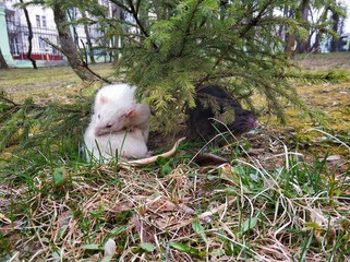 cute pet rats in nature walk under the spruce tree