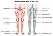 © GraphicsRF - Arteries and veins of the leg