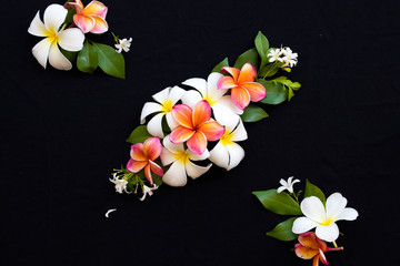 colorful orange ,pink flowers and white frangipani local flora of asia arrangement flat lay postcard style on background black 