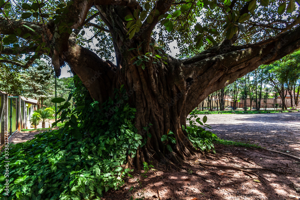 Old big fig tree (Ficus Insipida) on public park in Brazil Stock Photo ...