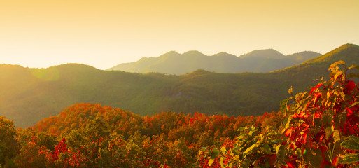 Wall Mural - Autumn forest on the mountain range at sunrise.