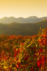 Poster - Autumn forest on the mountain range at sunrise.