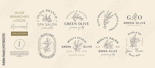 Cuadros en Lienzo Set of Olive branch with leaves logo design template in simple minimal linear style