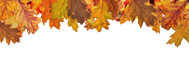 Wall Mural - oak leaves with  red, orange and brown autumn colors at the top in border and above white background
