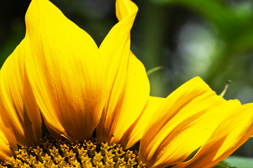 Yellow sunflower flower grows in the garden. Selective focus