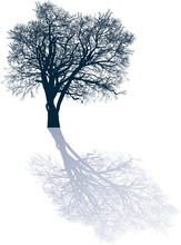 Bare Isolated Large Dark Blue Tree With Shadow