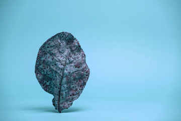 Poster - Beautiful faded old colorful leaf in blue light. Minimalism autumn style concept. Background pattern for design.