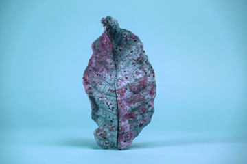 Poster - Beautiful faded old colorful leaf in blue light. Minimalism autumn style concept. Background pattern for design.
