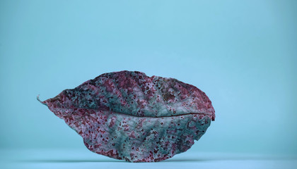 Poster - Beautiful faded old colorful leaf in blue light. Minimalism autumn style concept. Background pattern for design.