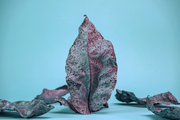 Poster - Beautiful faded old colorful leafs in blue light. Minimalism autumn style concept. Background pattern for design.