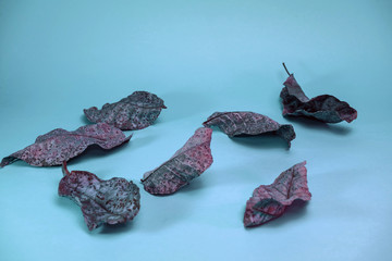 Poster - Beautiful faded old colorful leafs in blue light. Minimalism autumn style concept. Background pattern for design.