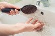 © _KUBE_ - Females hands clean a comb over the sink from a bunch of torn hair. Hands close-up. The concept of baldness and hair care