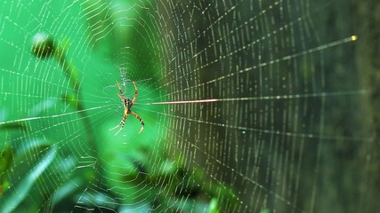 spider on web