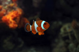 Fototapeta Do akwarium - beautiful anemone fish on the coral reef, indonesia underwater marine fish