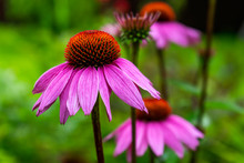 Beautiful Flower Of Pink Echinacea Curative Close Up