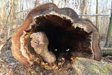 Tree Trunk Empty Inside In Vivo. Hollow In The Trunk Of A Fallen Tree