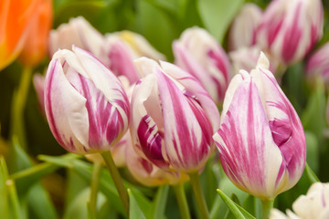 bright pink and white tulips  many  multicolored beautiful  flowers