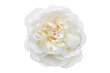 white rose isolated on white