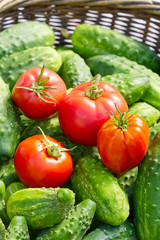 Wall Mural - cucumbers and tomatoes in a wicker basket close-up. village eco food home gardening concept.