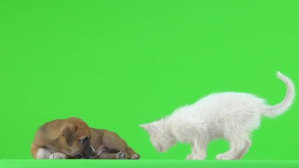 Sticker - White kitten and brown puppy on a green screen.