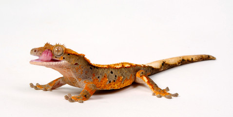 Canvas Print - Crested gecko / Neukaledonischer Kronengecko (Correlophus ciliatus)