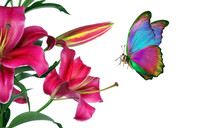 Bright Colorful Tropical Morpho Butterfly On Purple Lily Flowers Isolated On White. Butterflies On Flowers. Copy Space