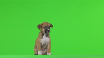 Wall Mural - Beautiful brown puppy on a green screen.