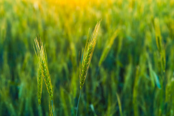 Poster - Green Wheat field in India