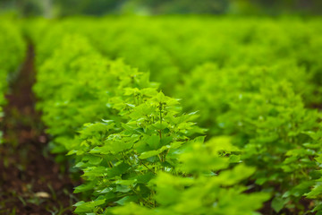 Row of growing green Cotton field in India.