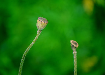 Wall Mural - Poppy seed box in the garden. Selective focus with shallow depth of field.