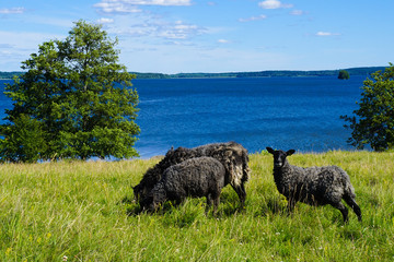 Poster - Closeup shot of black sheep near a lake