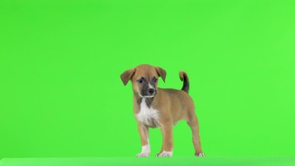 Poster -  brown puppy looks at the green screen with interest.