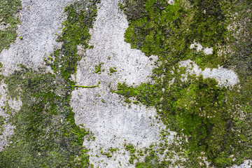 Green moss growing on old cement wall background, outdoor day light